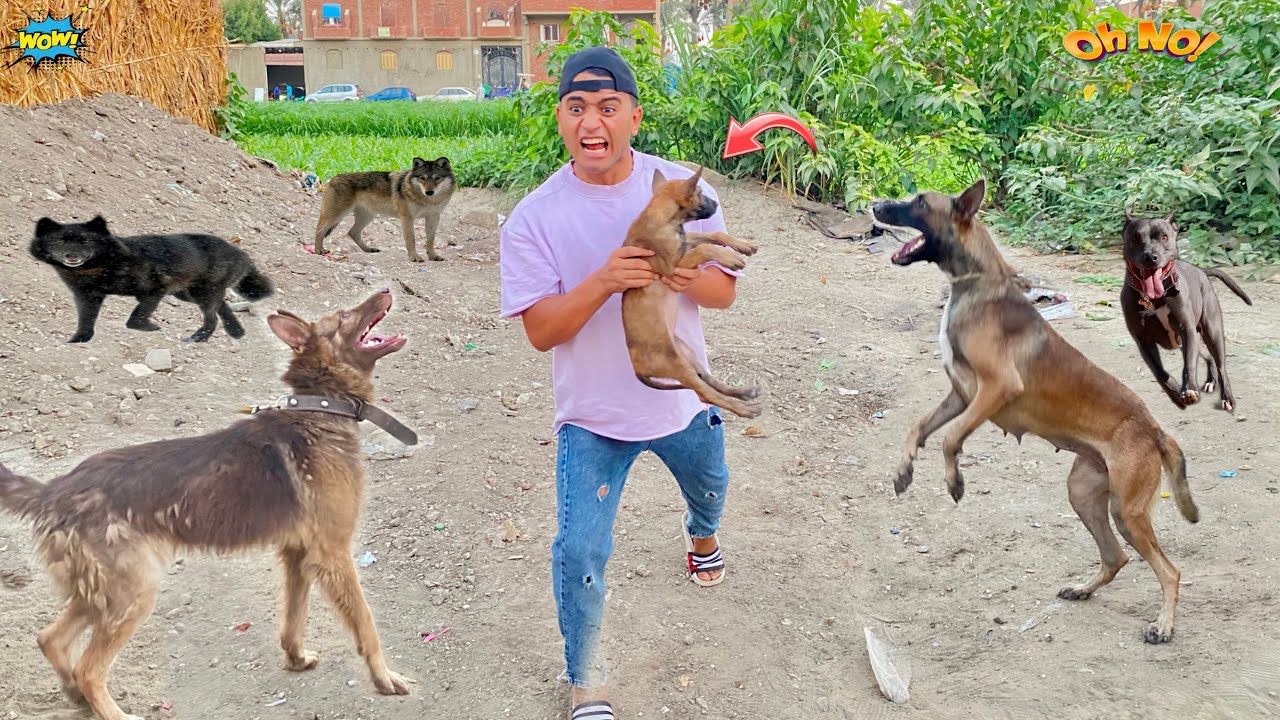 لما اخوك الصغير يسرق كلب صغير والكلاب تجري ورا 😂🐕عمر نصر
