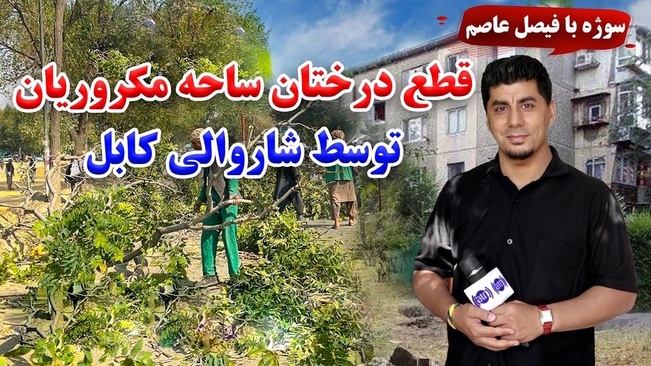 سوژه: قطع درختان ساحه مکروریان توسط شاروالی کابل