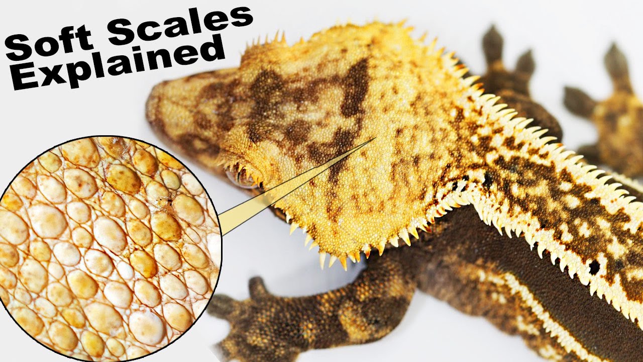 Soft Scale Crested Geckos Explained! (CBE Podcast)