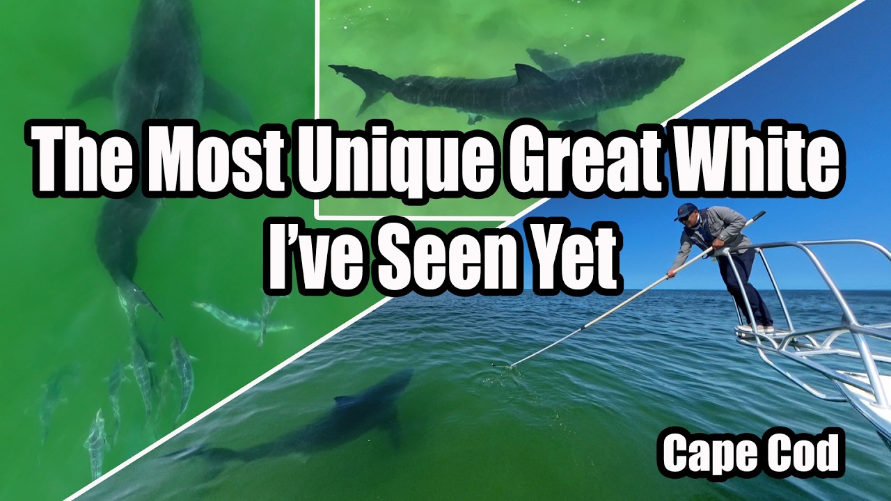 A Unique Great White Shark Appears:  Cape Cod Shark Search