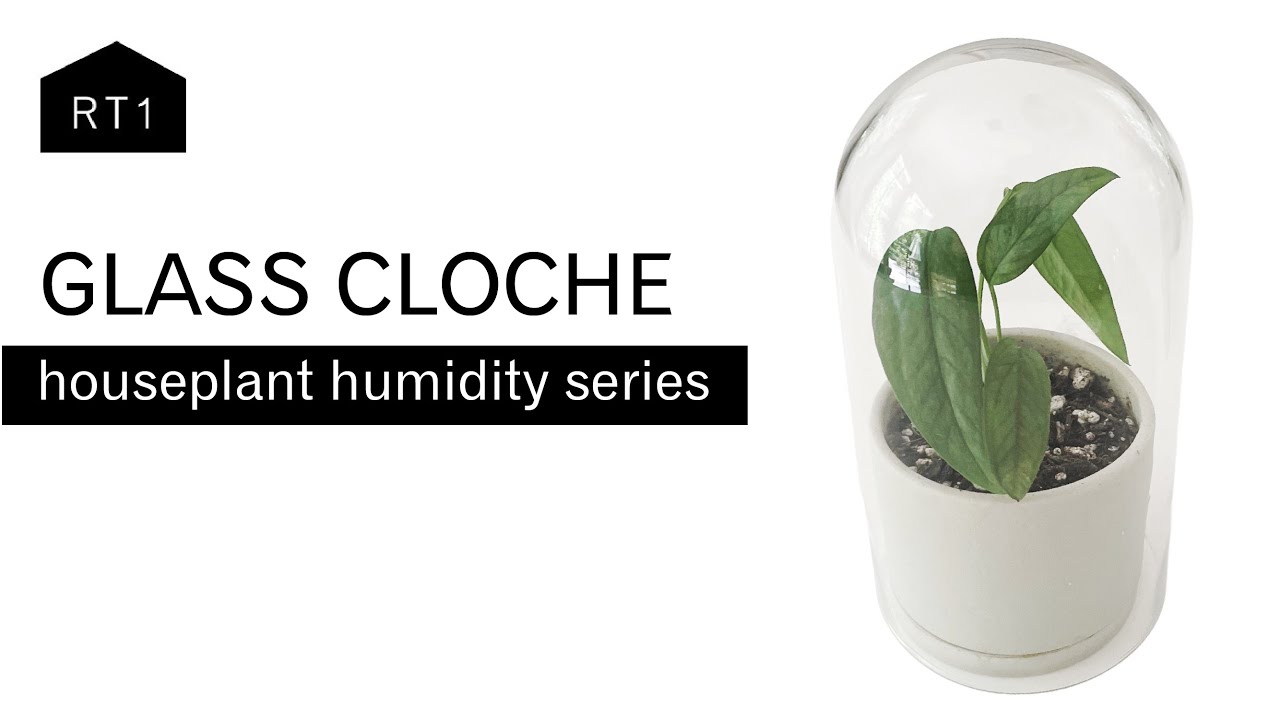 GLASS CLOCHE: AN ATTRACTIVE METHOD TO INCREASE HUMIDITY