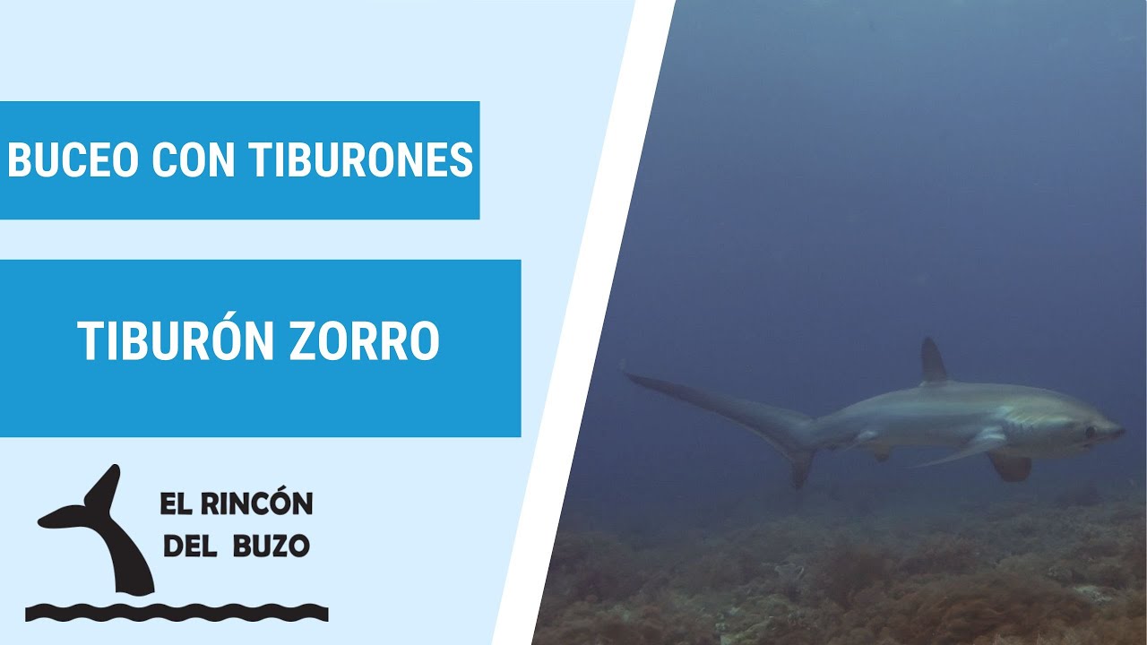 Bucear con el tiburón Zorro en Malapascua, Filipinas