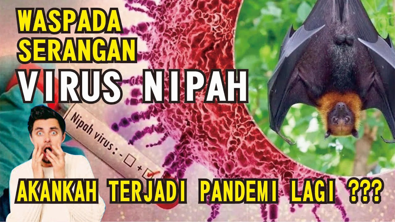 Virus Nipah: Tingkat Kematian 75%! Ini Gejala yang HARUS Kamu Tahu