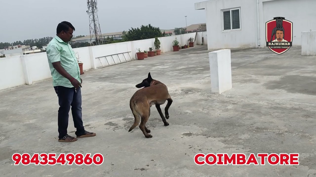 Dog training 