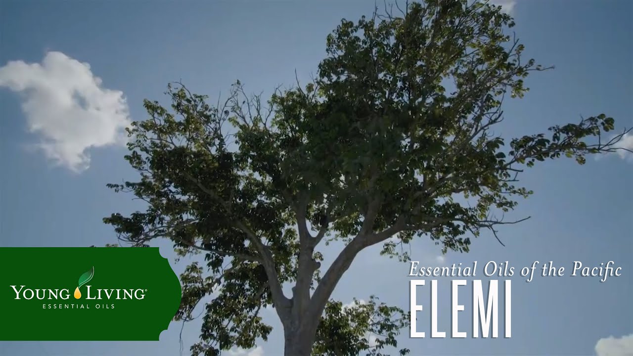 Essential Oils of the Pacific: Elemi