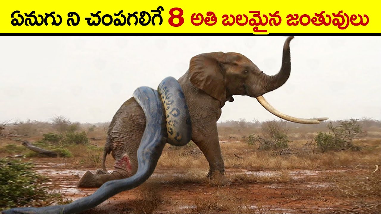 🔵 ఏనుగుని చంపగలిగే జంతువులు | Animals that can kill an elephant | animals that can defeat elephant
