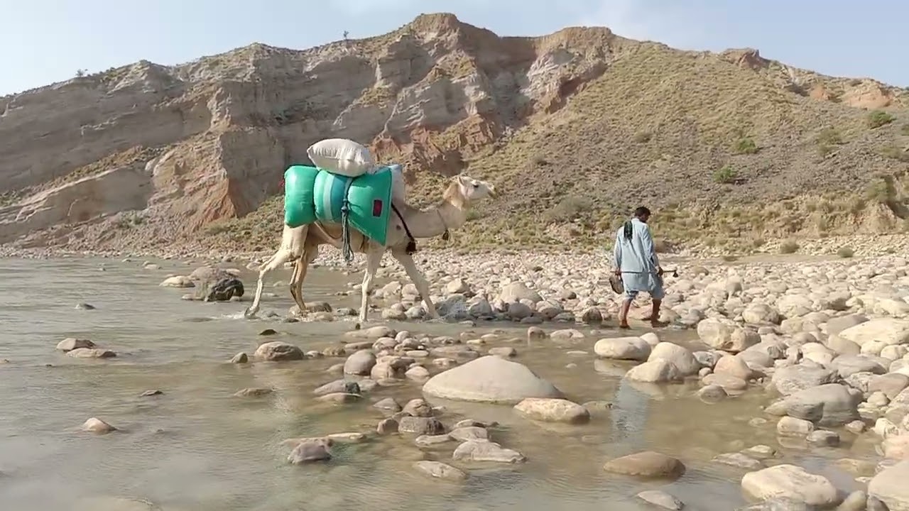 camel 🐪🐪 water is carassing