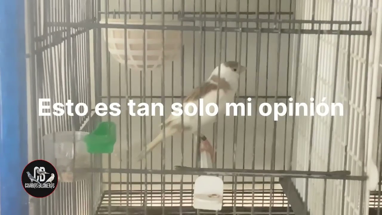 RECTIFICO - pio BRUNO oro x pio VACA ¿PLATA? ¿Oro? TIMBRADOS - canarios - cria 2026- aviario - aves