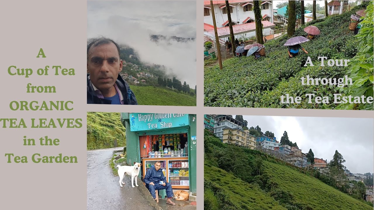 Happy Valley Tea Estate | Yatree the Traveller #TeaTourism #Darjeeling #TeaFactory #teagardens