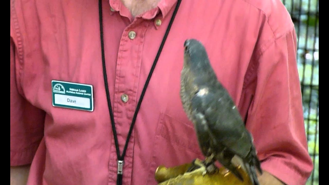 Meet the Program Animals: Sharp-shinned Hawk