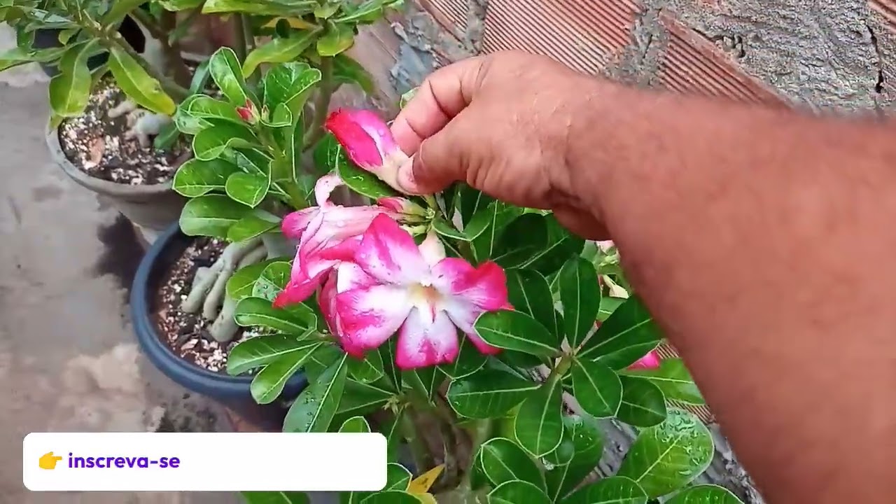 Muita chuva aqui em murici alagoas