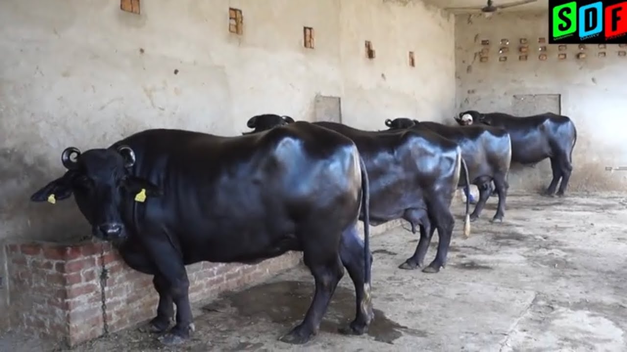 Beautiful Murrah buffalo and a bull in Punjab. Owner- Jaswant Singh Dhillon.