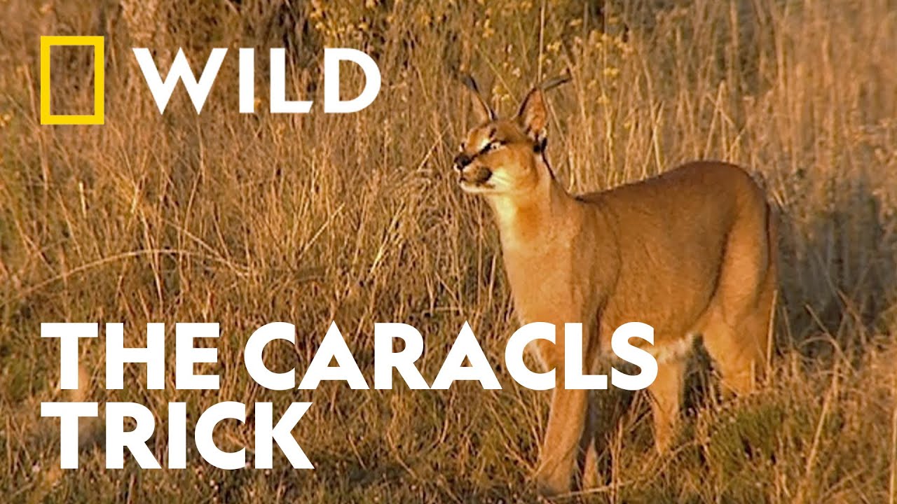 Caracal Hunts Guinea Fowl | Africa's Deadliest | National Geographic WILD UK