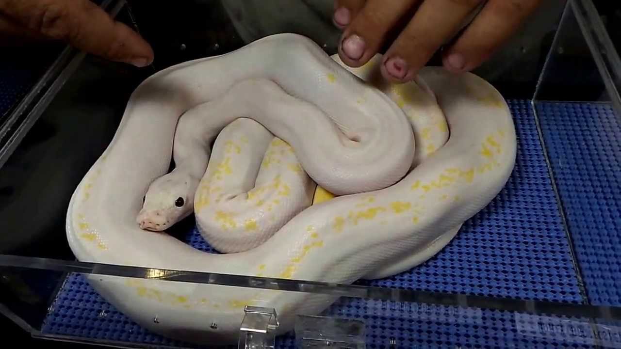 Showing Some New Morphs at NARBC... What Jay Made a Mistake?