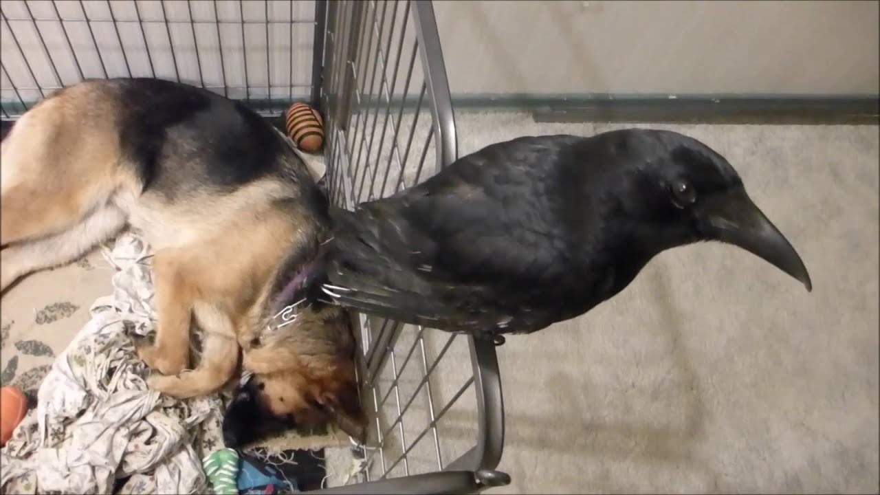 CROW WORKING WHILE GERMAN SHEPHERD SLEEPING