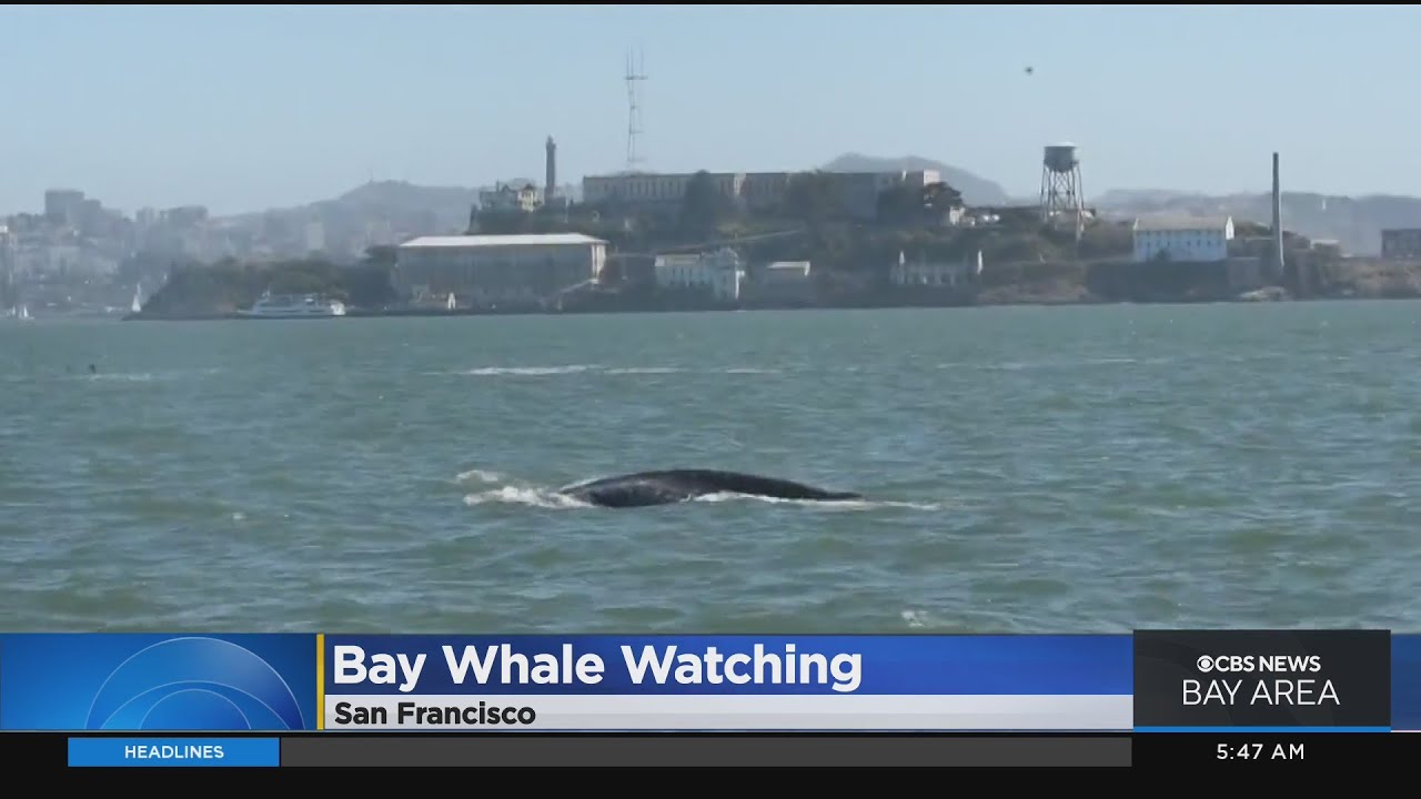 Migrating whales putting on show in San Francisco Bay