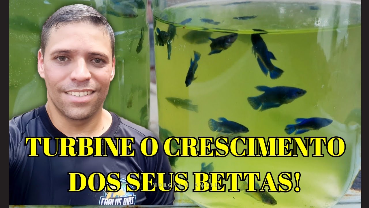 ⬆️ COMO ACELERAR O CRESCIMENTO DA SUA NINHADA DE BETTAS!