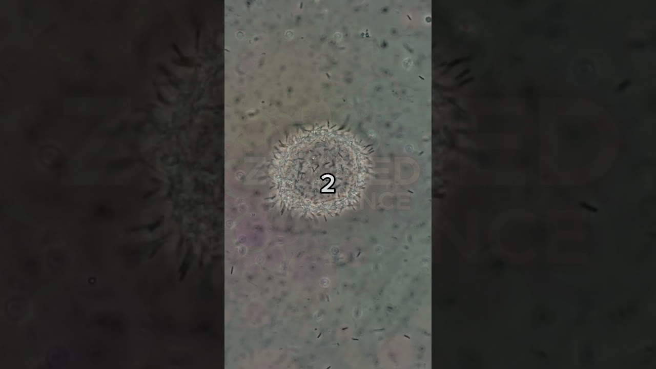 🔬 99% alcohol vs. bacteria under the scope! Watch germs get obliterated. 💥 #Microscope #Science