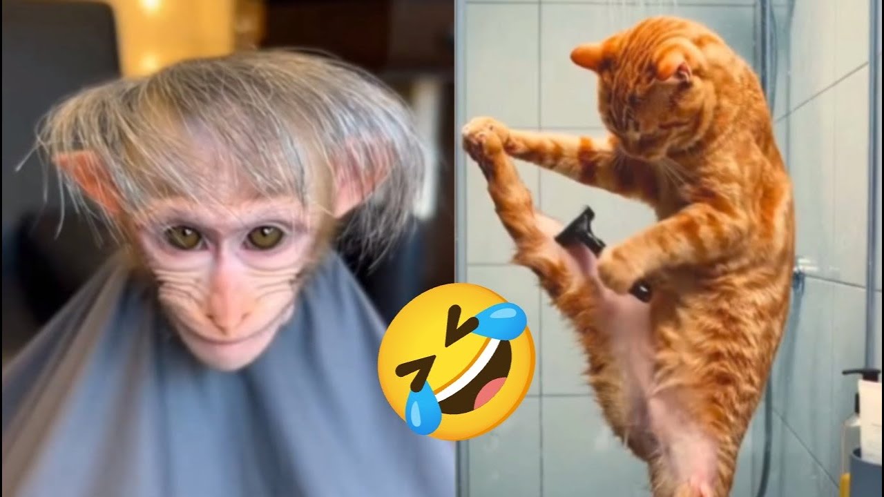 Funniest Animals of the Year! Try Not To Laugh Challenge Level 16