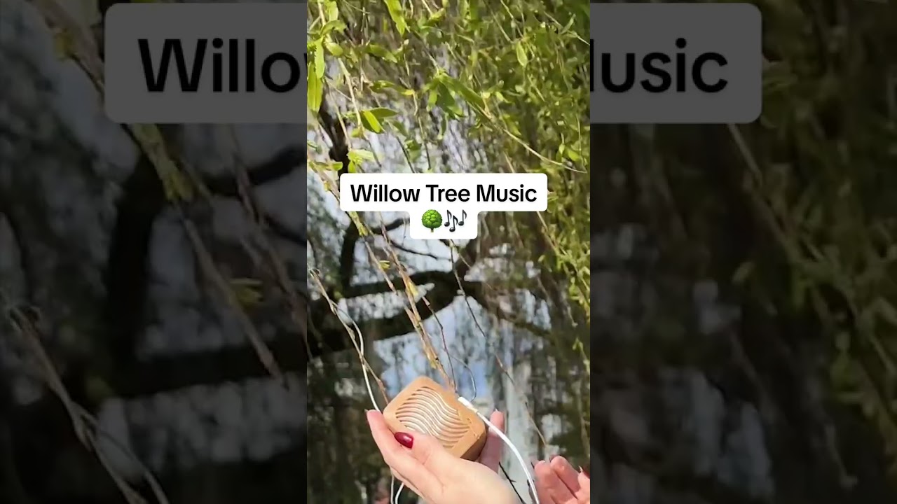 Willow Tree music with a PlantWave plant music device