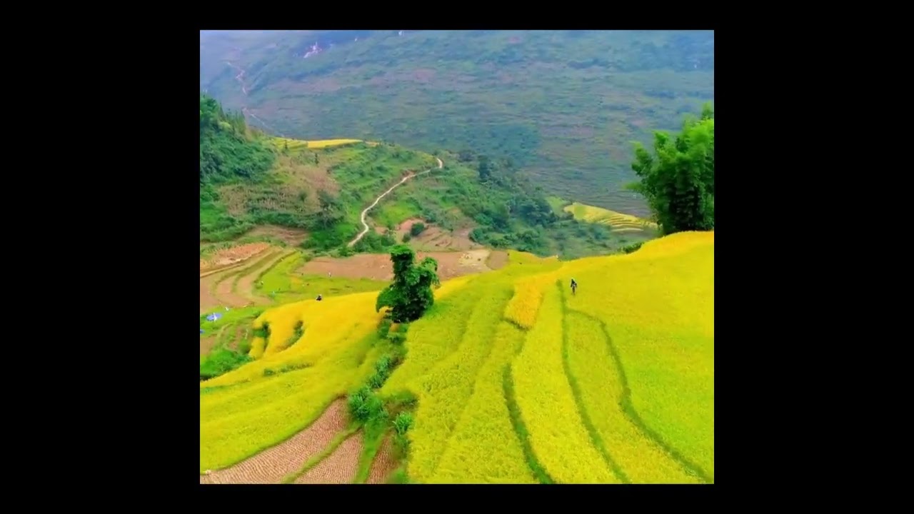 Sapa Golden Rice Terrace Fields - One Of The Best Places To Visit in Vietnam