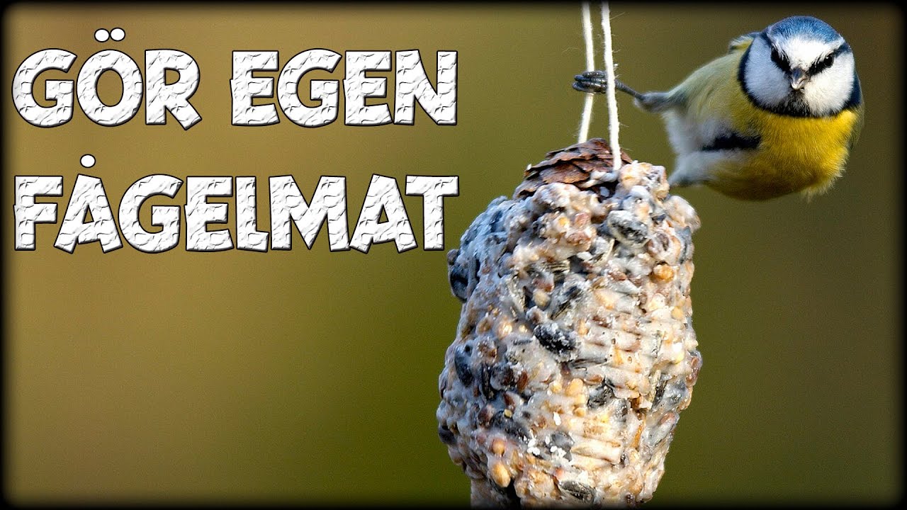 Hur du gör egen fågelmat till fågelmatningen
