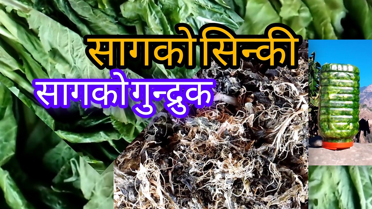 सागको गुन्द्रुक बनाउने तरिका        सागबात सिन्की बनाउने तरिका