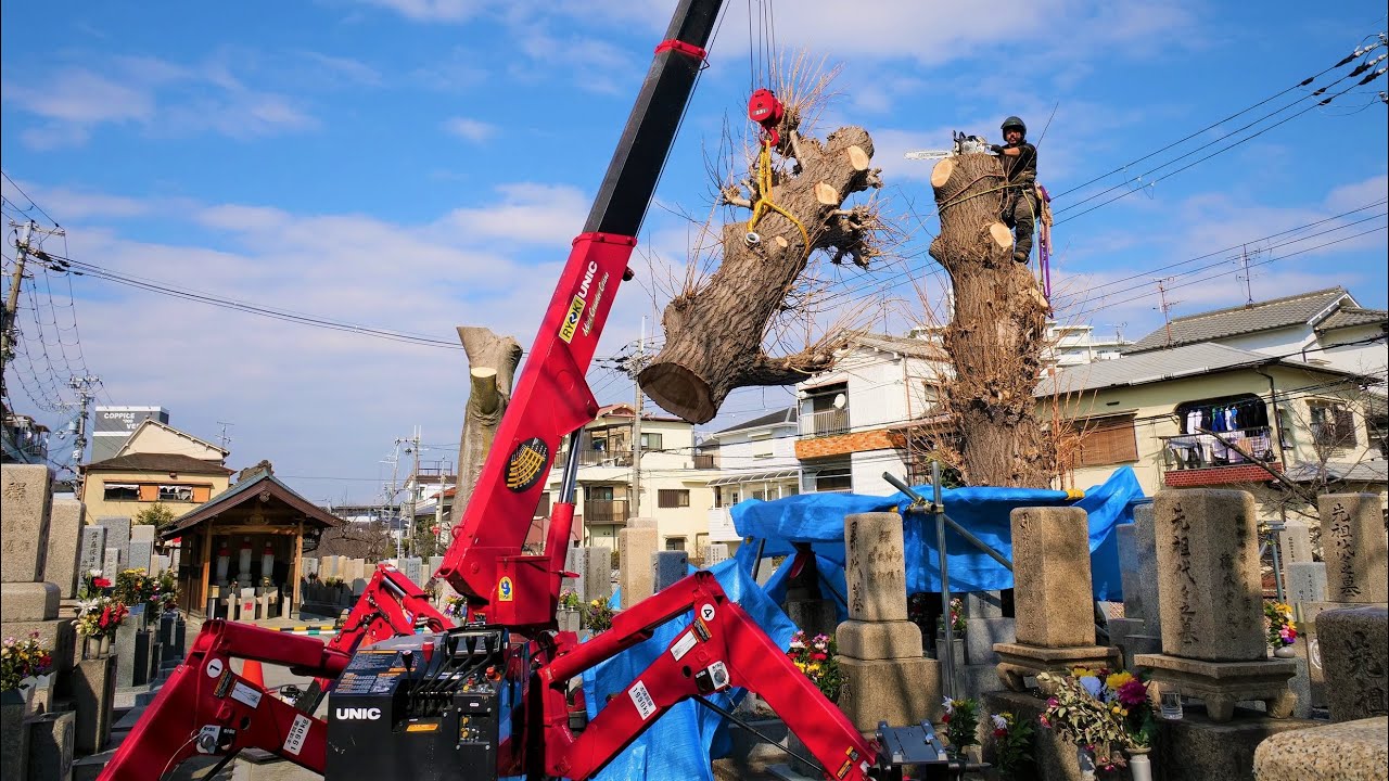 カニクレーンでお墓の大木の枝おろし！！【吊切り伐採】