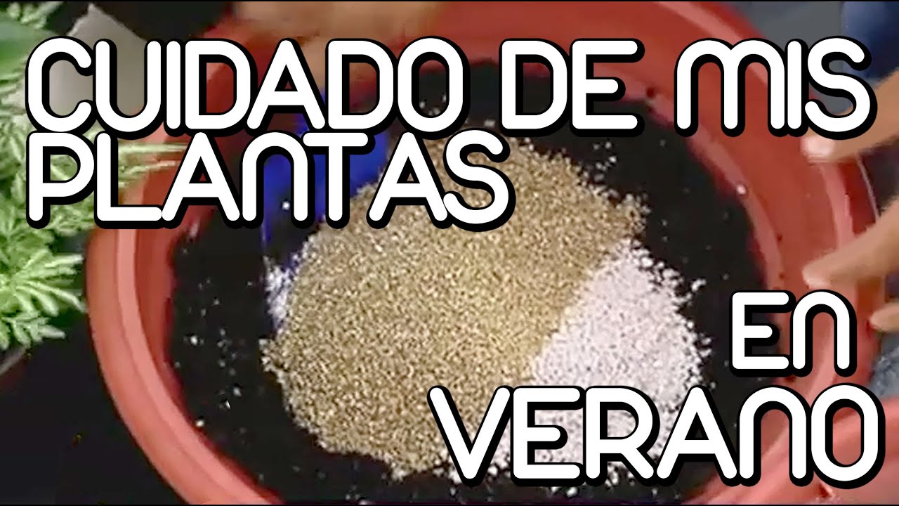Como cuidar mis plantas en verano