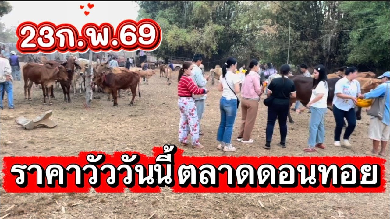 ราคาวัววันนี้ตลาดนัดโคกระบือดอนทอย อ.อากาศ จ.สกลนคร #ราคาวัววันนี้ 