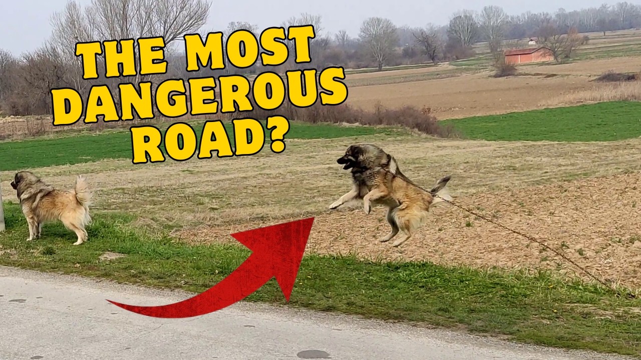 The Most Dangerous Road? 5 Guardian Dogs Holding the Line!