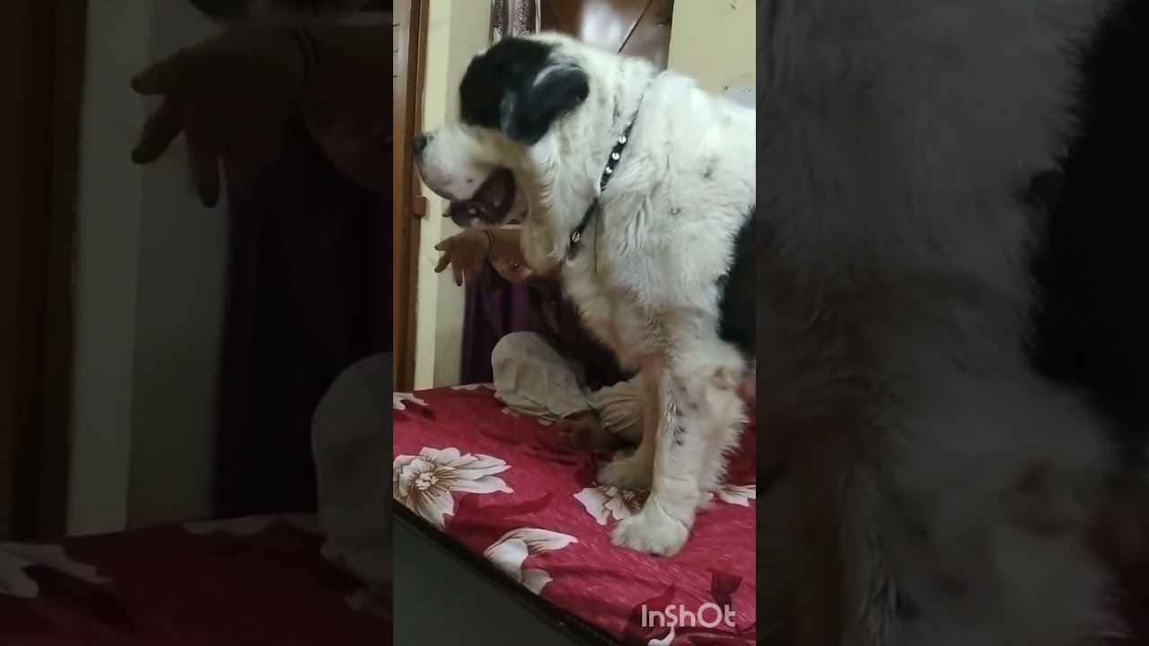 Piyush Rocky ki masaj Karta hua
