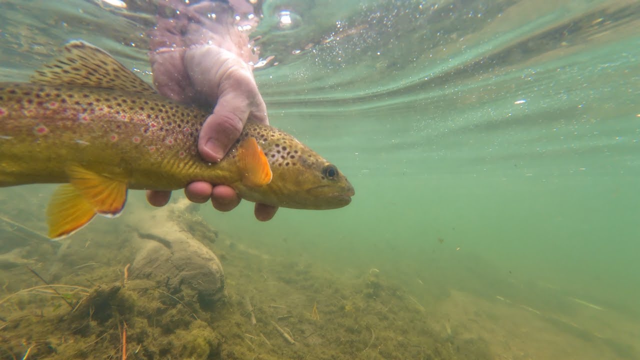 Can Wisconsin Spinners Catch Colorado Trout? | Trout Fishing Colorado