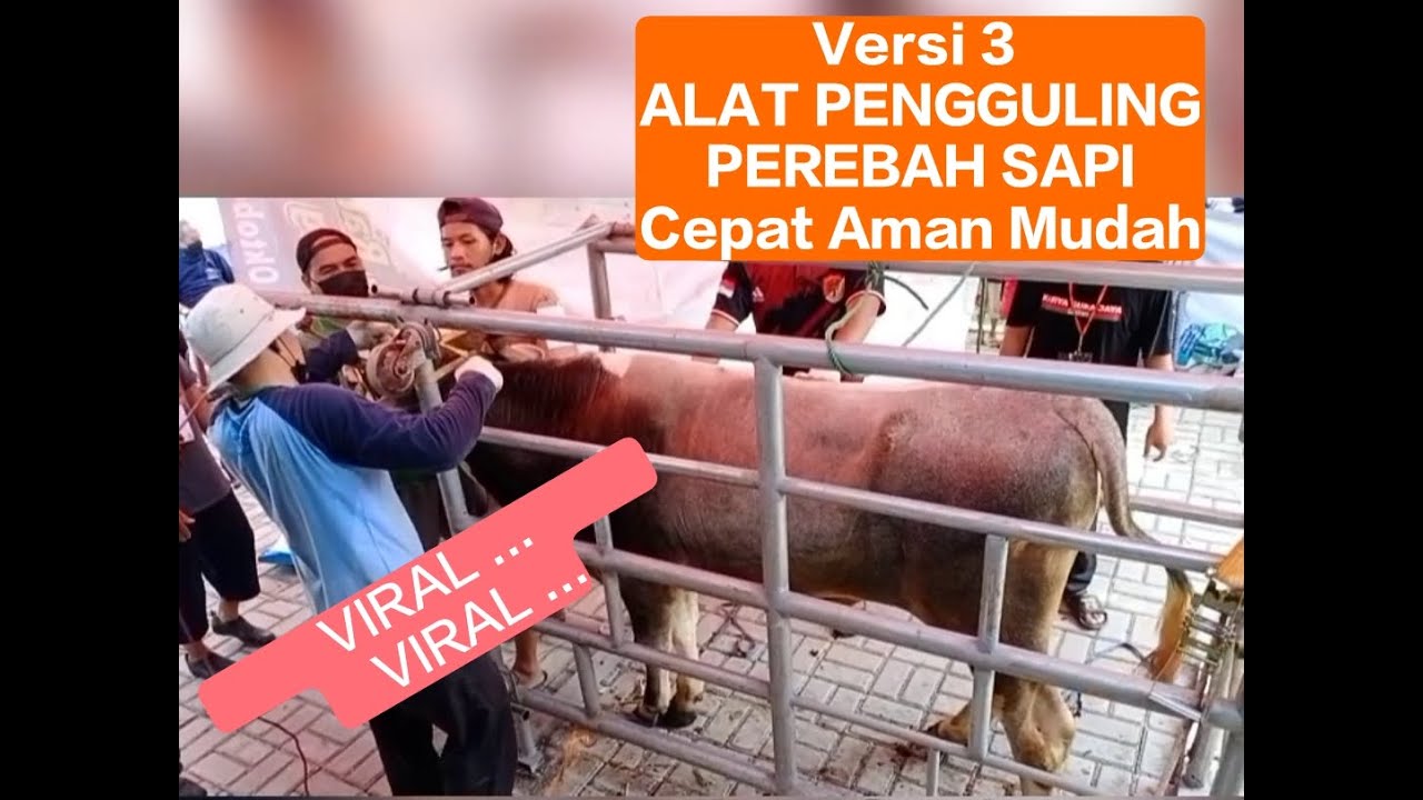 VERSI 3 ALAT PENGGULING PEROBOH SAPI - CEPAT AMAN MUDAH | HANYA 5 MENIT
