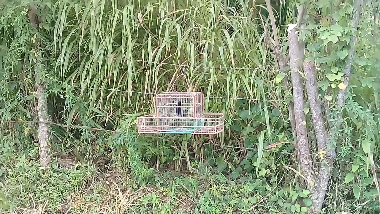 Cacería de Bajero  | bajero silvestre | Bicudo | pico de plata
