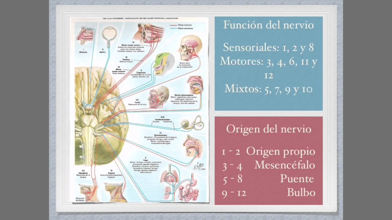 Pares craneales 5: Nervio trigémino