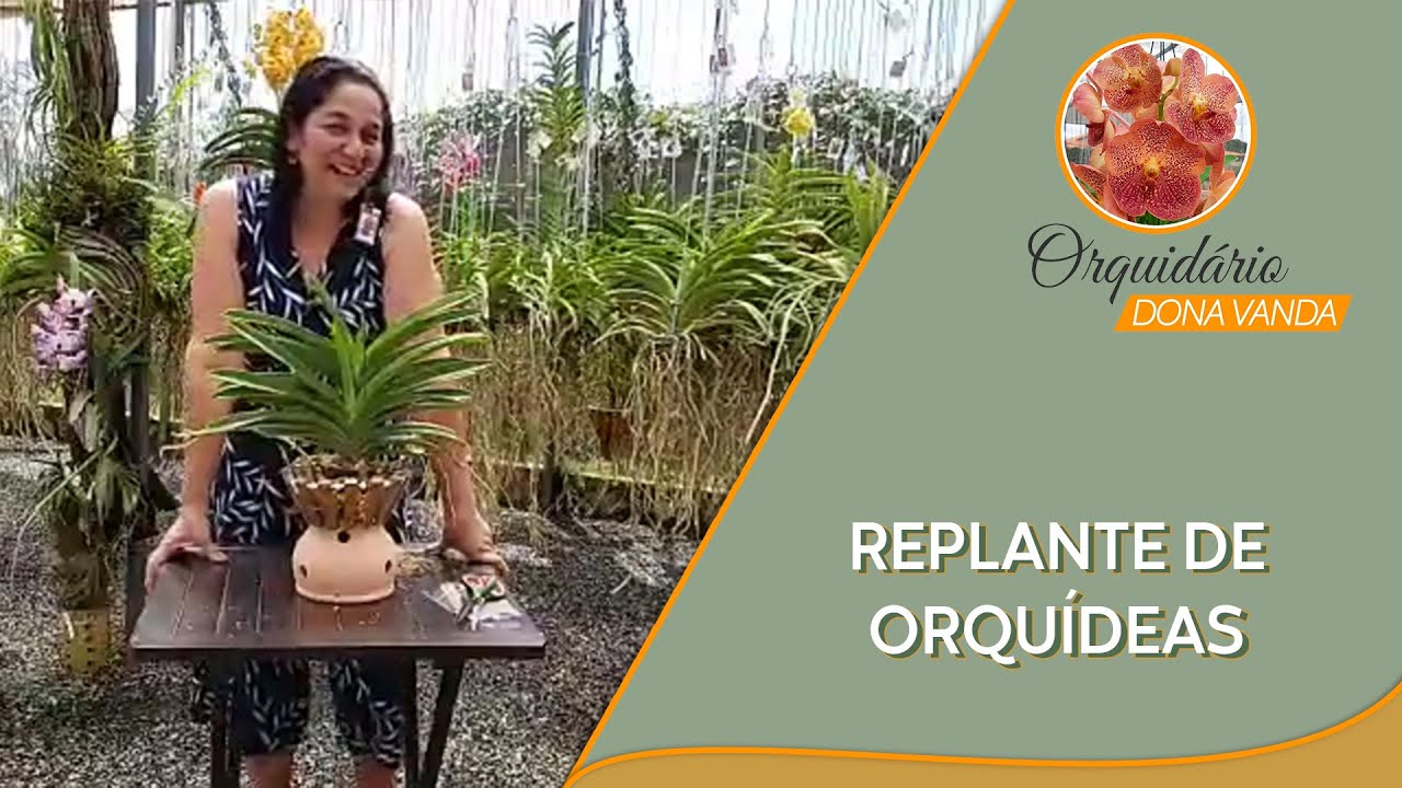 Replante ao vivo de uma orquídea | Orquidário Dona Vanda