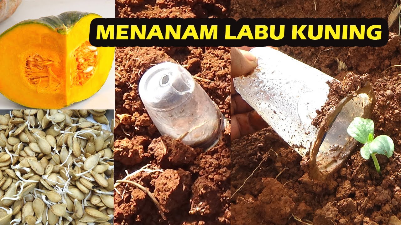 CARA MENANAM LABU KUNING TANPA PERSEMAIAN DI LAHAN