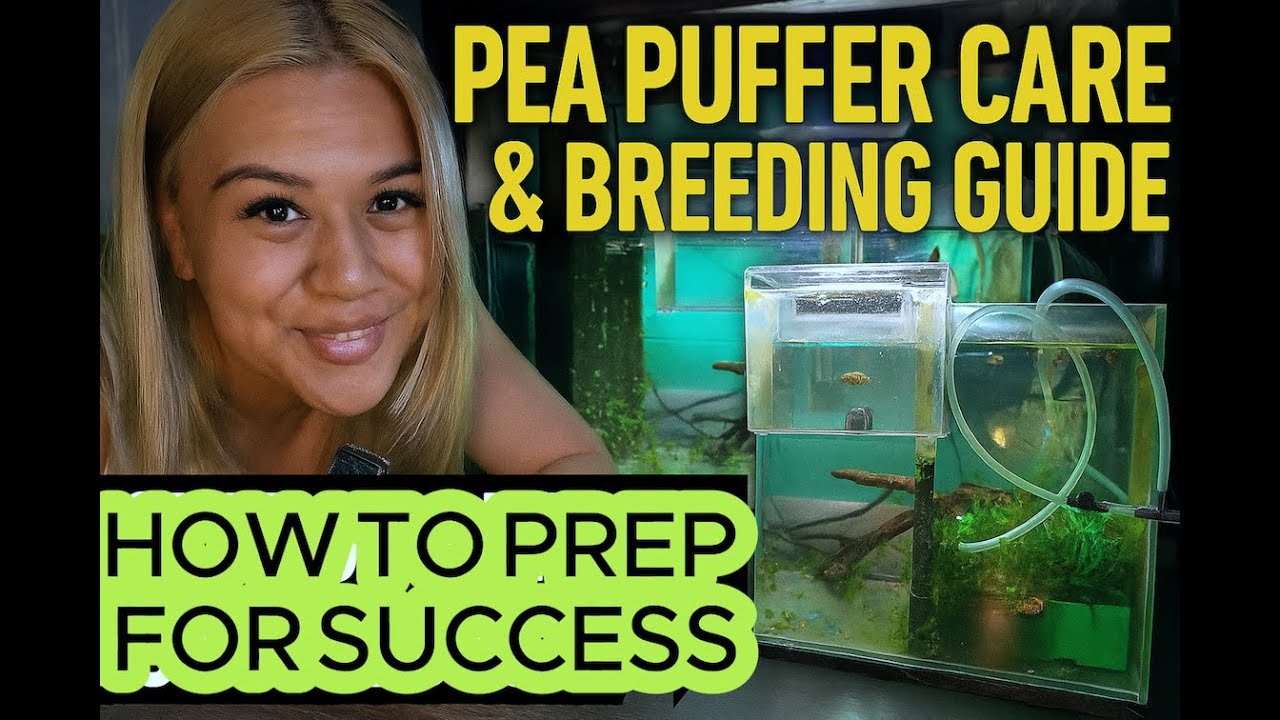 Pea Puffer Care & Breeding Guide. How to Prepare for Success