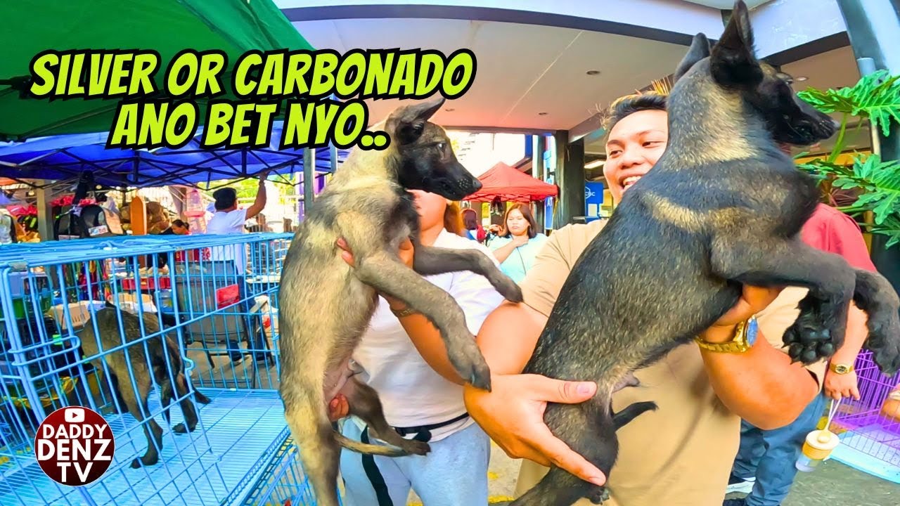 PUMILI NG CUTE OR ASTIG NA PETS.. / pt.2 DEC. 28 @GROTTO PETS & LIVESTOCK MARKET