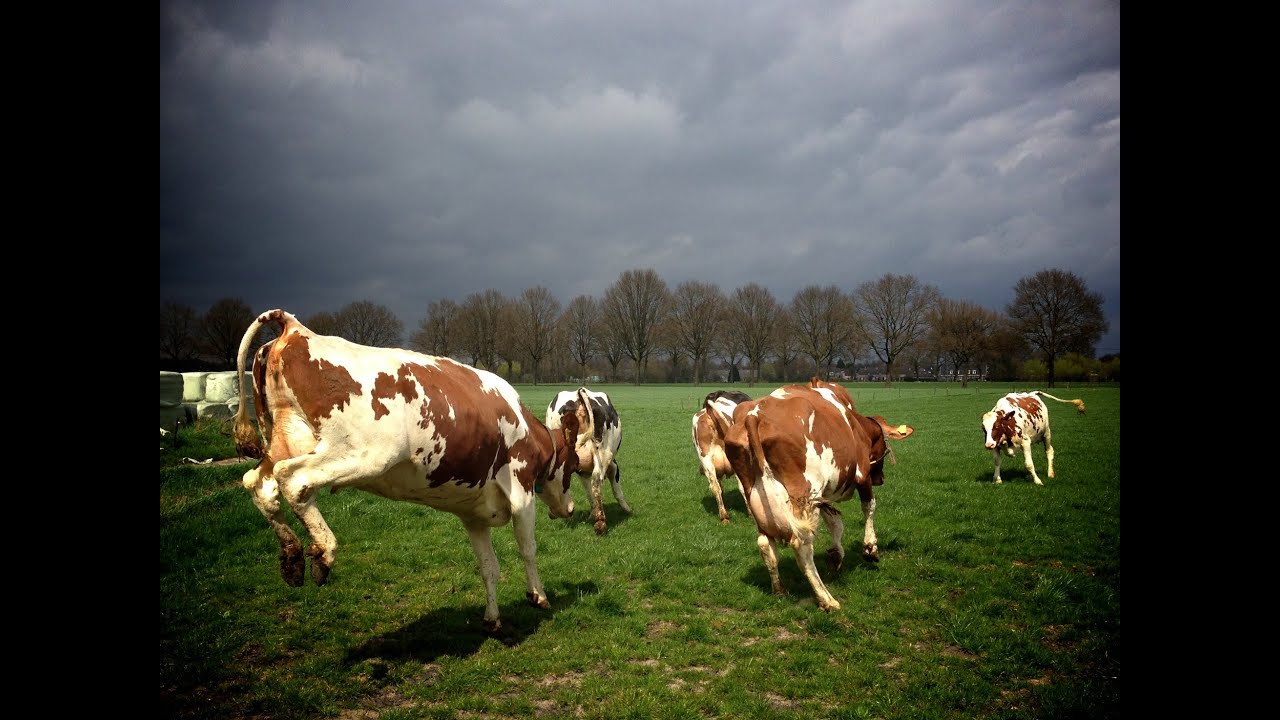 De koeien weer naar buiten