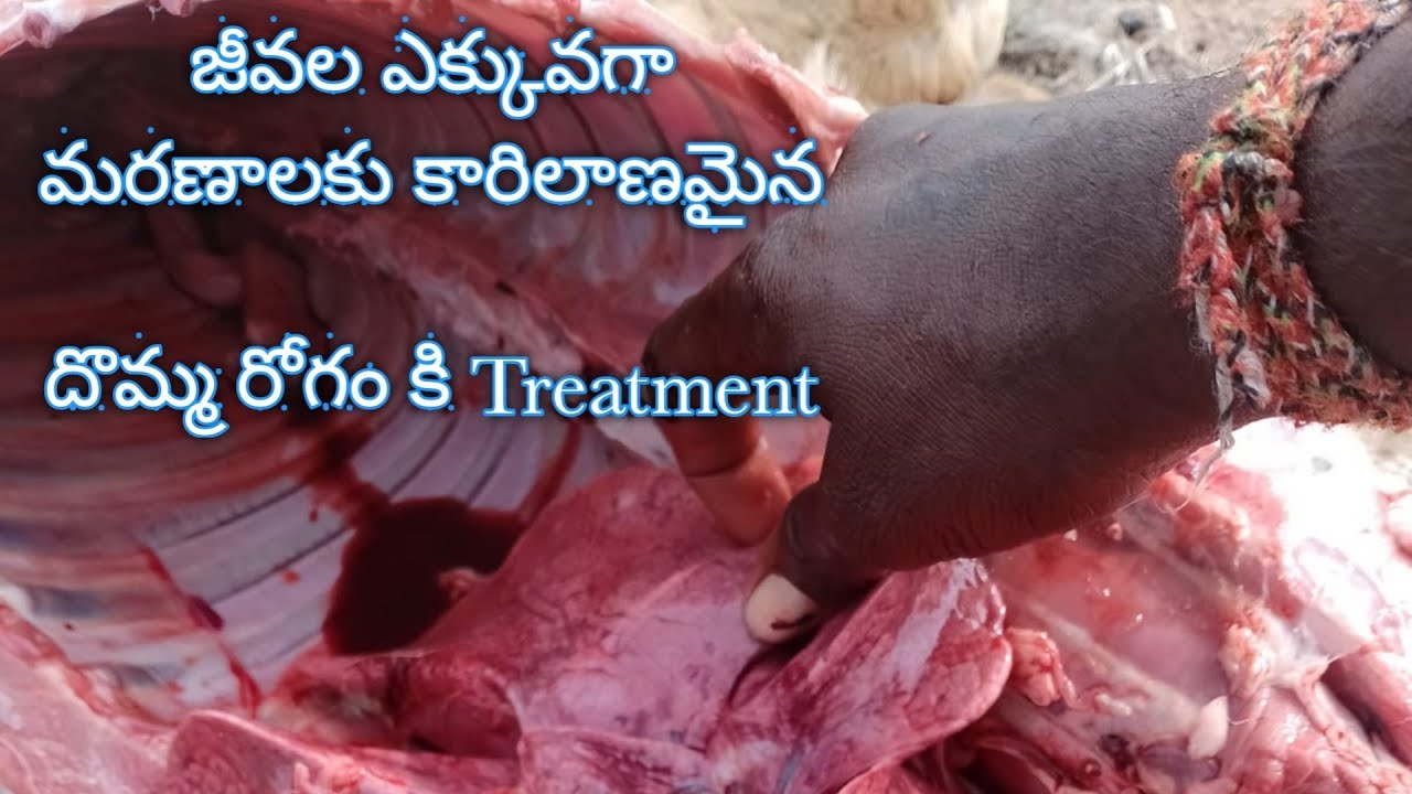 Sheep and Goat farming Disease Pneumonia Symptoms and Treatment - July 24, 2023