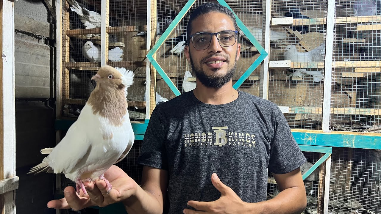 غيه حمام كامله للبيع كل انواع الحمام ببلاش
