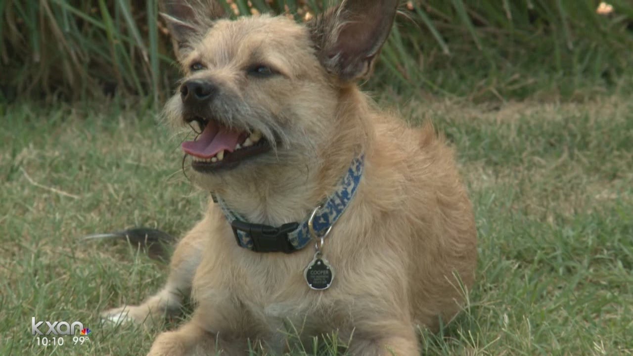 Family shares details of murine typhus case, what to look for