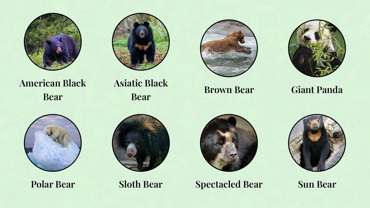 Every Bear Species Explained