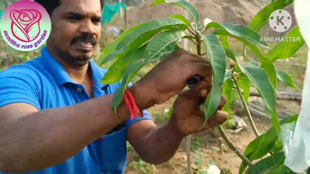 எப்படி ஒரே மாஞ்செடியில் செந்தூரா,அல்போன்சா, ஒட்டு,பங்கனபள்ளி, நீலம், பழ மரம் ஒட்டு கட்டுவது#grafting