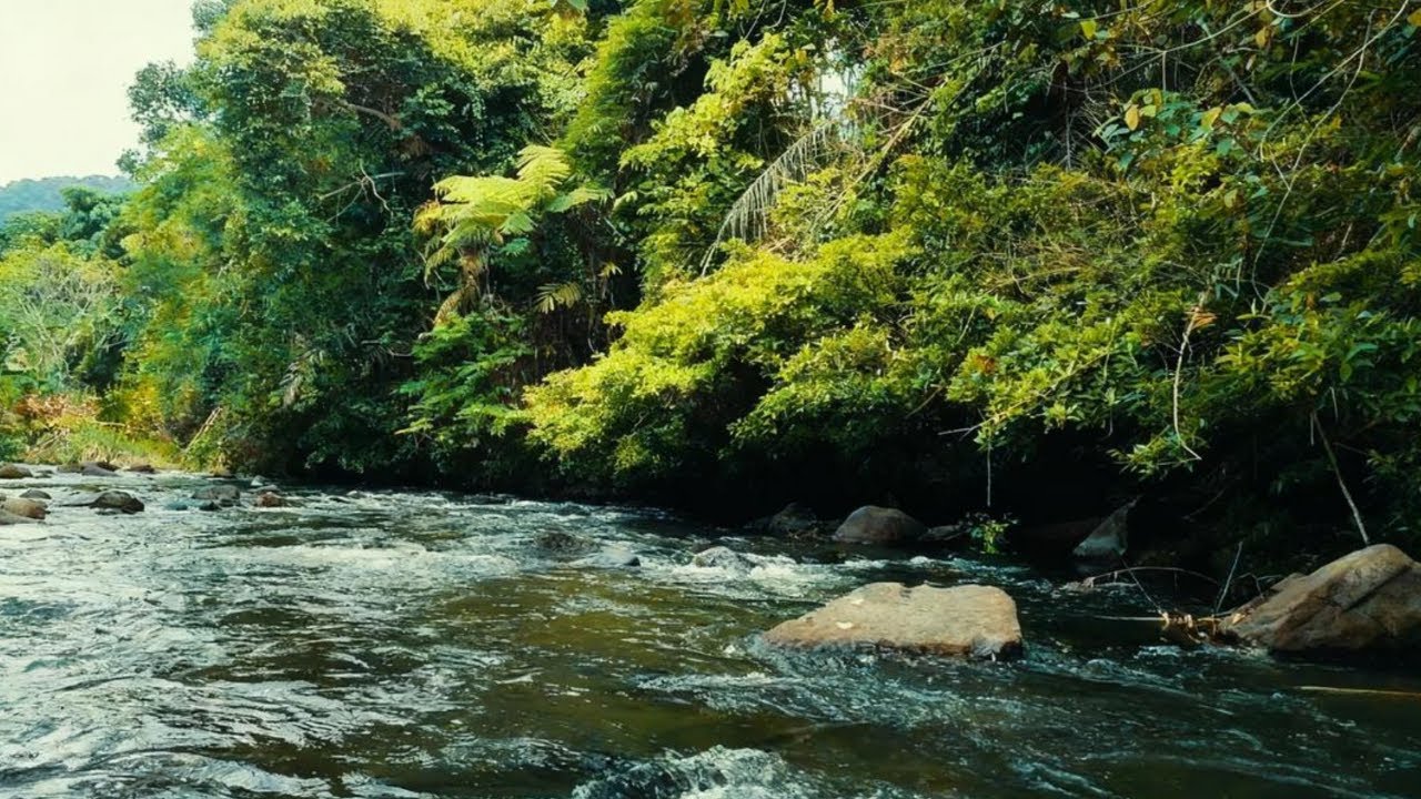 Relaxing Natural River Sounds 🌿 Forest White Noise for Sleep