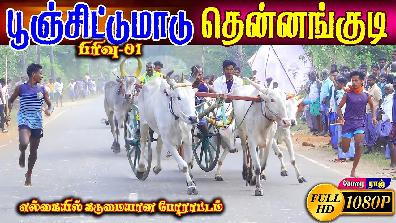 தென்னங்குடி 1பூஞ்சிட்டுமாடு பந்தயம் #perai_raj_digital #reklarace2026