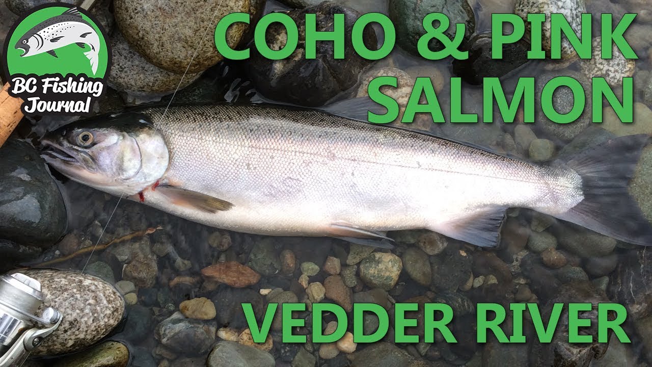 Vedder River Coho & Pink Salmon - Mid September 2017