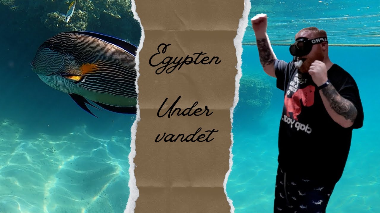 Eventyrlig ferie i Egypten: hygge, snorkling og en verden af fisk!